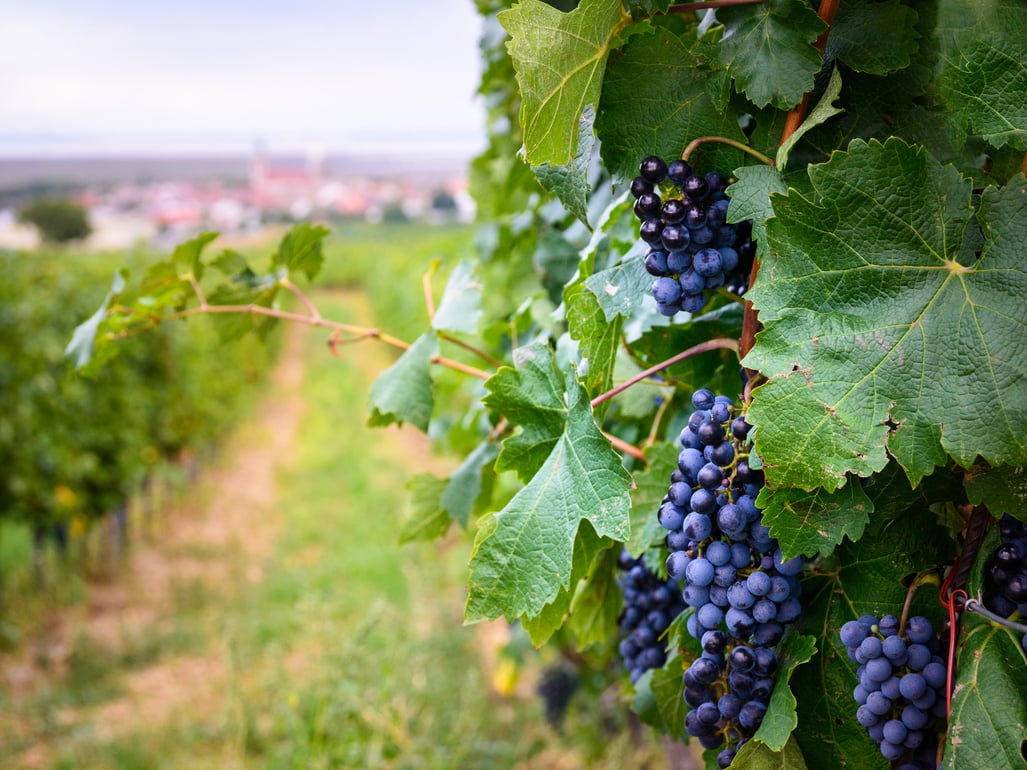 Blue grapes, wine grapes, Blaufraenkisch variety, Lake Neusiedl, Burgenland, Austria