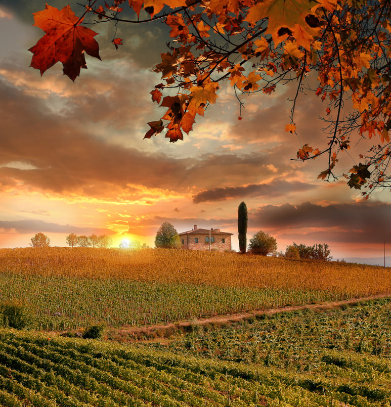 Chianti vineyard in Tuscany  Italy